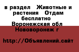  в раздел : Животные и растения » Отдам бесплатно . Воронежская обл.,Нововоронеж г.